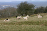 hills sheep