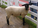 kuzumaki sheep