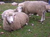 sheep koiwai2